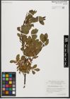 Foto von Salix waldsteiniana Willd.